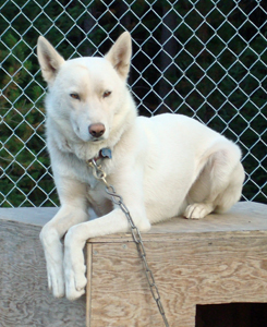 Sima