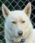 Sima