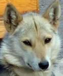 Sybil